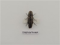 藏品(叩頭蟲(1))的圖片